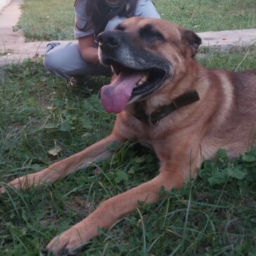 NUEVO HOGAR PARA «REY»